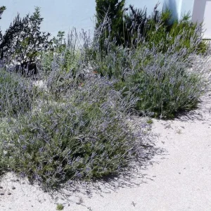 Pinnata Lavender Live Plant - Lavandula - Set of 2, 4-6