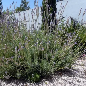 Pinnata Lavender Live Plant - Lavandula - Set of 2, 4-6" Tall - Fragrant Perennial Flowers - Image 1