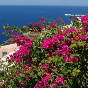 Pixie Pink Bougainvillea Live Plant - Set of 3 Tropical Vines, 4-6" Tall, Pink Flowers, Outdoor - Image 2