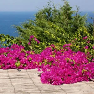 Pixie Pink Bougainvillea Live Plant - Set of 3 Tropical Vines, 4-6