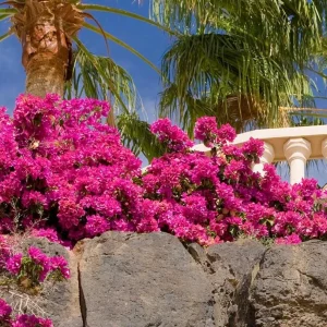 Pixie Pink Bougainvillea Live Plant - Set of 3 Tropical Vines, 4-6