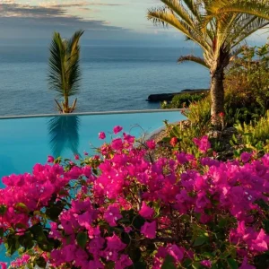 Pixie Pink Bougainvillea Live Plant - Set of 3 Tropical Vines, 4-6