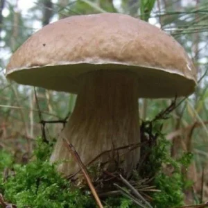 Porcini King Bolete Mushroom Mycelium Dry Seeds - Grow Your Own Gourmet Fungi - Image 1