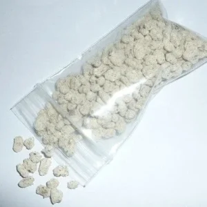 Porcini King Bolete Mushroom Mycelium Dry Seeds - Grow Your Own Gourmet Fungi - Image 2