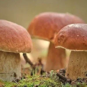 Porcini King Bolete Mushroom Mycelium Dry Seeds - Grow Your Own Gourmet Fungi - Image 3