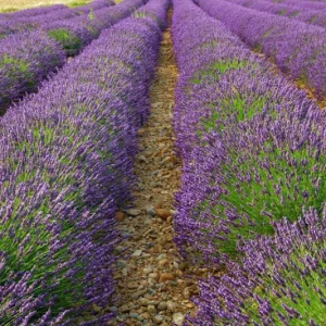 Provence Lavender Live Plant, Set of 2, 4-6