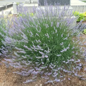 Provence Lavender Live Plant, Set of 2, 4-6" Tall, Bare Root, Outdoor - Image 2
