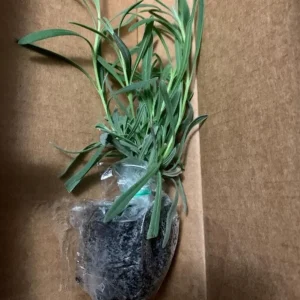 Provence Lavender Live Plant, Set of 2, 4-6