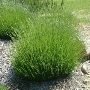 Provence Lavender Live Plant, Set of 2, 4-6