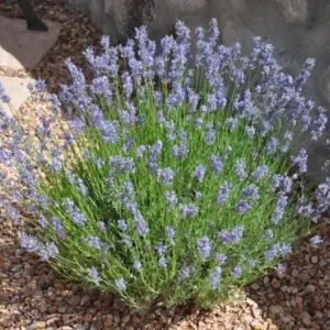 Provence Lavender Live Plant, Set of 2, 4-6