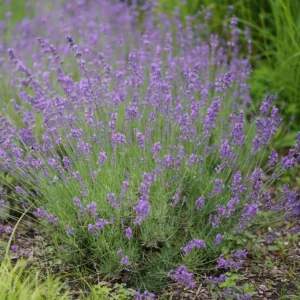 Provence Lavender Live Plant, Set of 2, 4-6