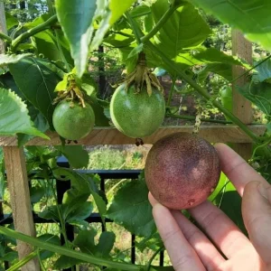 Purple Passion Fruit Live Plant - Passiflora Edulis Vine Starter, 4-6" Tall, Edible Fruit, Outdoor - Image 1