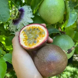 Purple Passionfruit Live Plant Set - 2 Pack, 4-6