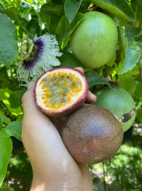 Purple Passionfruit Live Plant Set - 2 Pack, 4-6" Tall, Self-Pollinating Vine, Outdoor - Image 3