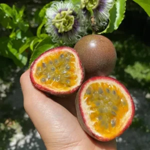 Purple Passionfruit Live Plant Set - 2 Pack, 4-6