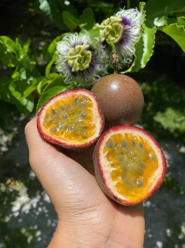 Purple Passionfruit Live Plant Set - 2 Pack, 4-6" Tall, Self-Pollinating Vine, Outdoor - Image 5