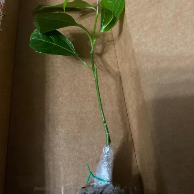 Purple Passionfruit Live Plant Set - 2 Pack, 4-6" Tall, Self-Pollinating Vine, Outdoor - Image 6