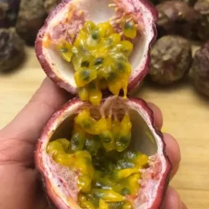 Purple Passionfruit Live Plant Set - 2 Pack, 4-6