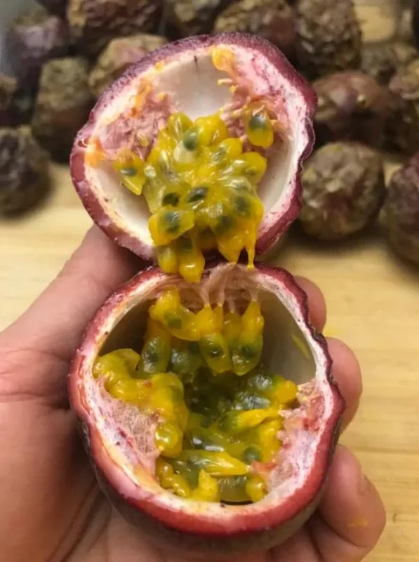 Purple Passionfruit Live Plant Set - 2 Pack, 4-6" Tall, Self-Pollinating Vine, Outdoor - Image 8