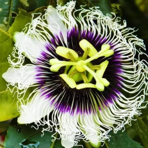 Purple Possum Passionflower Live Plant – Edible Fruit Vine – 4-6" Tall – Outdoor - Image 2