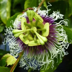 Purple Possum Passionflower Live Plant – Edible Fruit Vine – 4-6