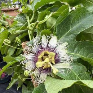 Purple Possum Passionflower Live Plant – Edible Fruit Vine – 4-6