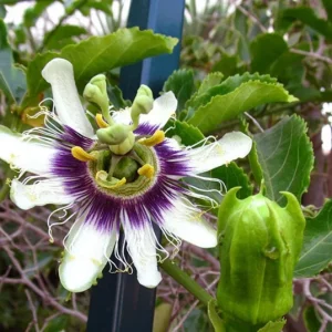 Purple Possum Passionflower Live Plant – Edible Fruit Vine – 4-6" Tall – Outdoor - Image 1
