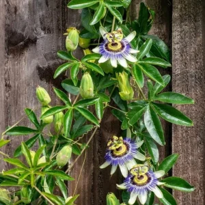 Purple Possum Passionflower Live Plant – Edible Fruit Vine – 4-6