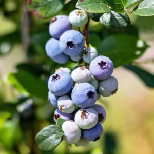 Rebel Blueberry Bush Live Plant - Southern Highbush Starter 4-6" Tall - Image 2