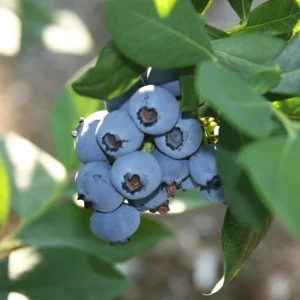 Rebel Blueberry Bush Live Plant - Southern Highbush Starter 4-6