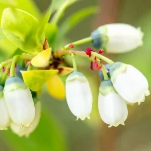 Rebel Blueberry Bush Live Plant - Southern Highbush Starter 4-6