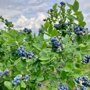 Rebel Blueberry Bush Live Plant - Southern Highbush Starter 4-6