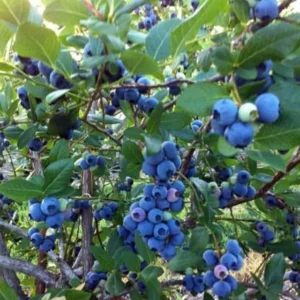 Rebel Blueberry Bush Live Plant - Southern Highbush Starter 4-6