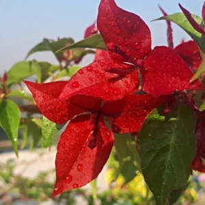 Red Bougainvillea Live Plant Starter – 2-Pack, 4-6" Tall – Vibrant Red Bracts, Drought Tolerant - Image 2