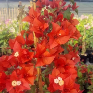 Red Bougainvillea Live Plant Starter – 2-Pack, 4-6