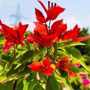 Red Bougainvillea Live Plant Starter – 2-Pack, 4-6" Tall – Vibrant Red Bracts, Drought Tolerant - Image 1