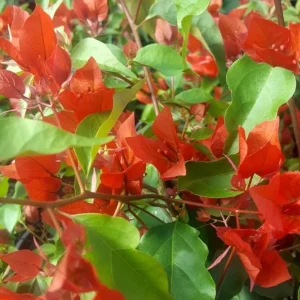 Red Bougainvillea Live Plant Starter – 2-Pack, 4-6
