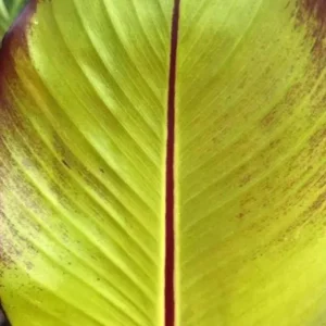 Red Cuban Banana Tree Live Plant - 6-8" Tall Starter - Tropical Fruit Edible Musa - Image 2