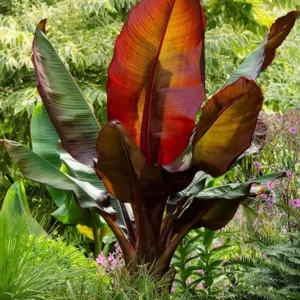 Red Cuban Banana Tree Live Plant - 6-8