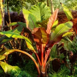 Red Cuban Banana Tree Live Plant - 6-8" Tall Starter - Tropical Fruit Edible Musa - Image 1