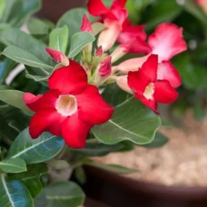 Red Desert Rose Live Plant - Adenium Obesum - Set of 2, 4-6" Tall - Indoor/Outdoor Flower Plant - Image 1
