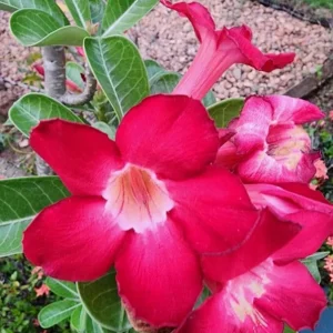 Red Desert Rose Live Plant - Adenium Obesum - Set of 2, 4-6" Tall - Indoor/Outdoor Flower Plant - Image 2