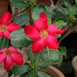 Red Desert Rose Live Plant - Adenium Obesum - Set of 2, 4-6
