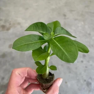 Red Desert Rose Live Plant - Adenium Obesum - Set of 2, 4-6