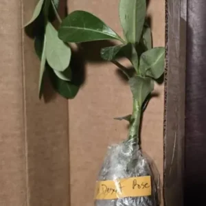 Red Desert Rose Live Plant - Adenium Obesum - Set of 2, 4-6