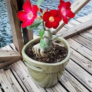 Red Desert Rose Live Plant - Adenium Obesum - Set of 2, 4-6