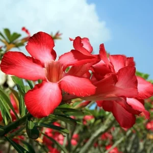 Red Desert Rose Live Plant - Adenium Obesum Starter - 4-6" Tall - Healthy Root - Image 2