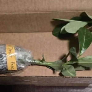 Red Desert Rose Live Plant - Adenium Obesum Starter - 4-6