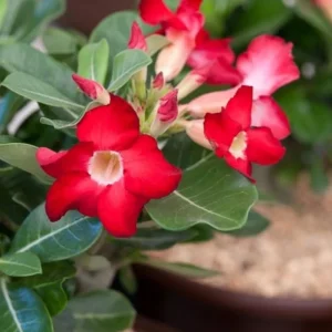 Red Desert Rose Live Plant - Adenium Obesum Starter - 4-6