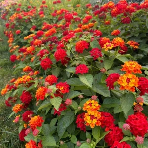 Red Lantana Live Plant Set (2) - 4-6